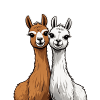 Two cute llamas