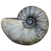 Ceratites