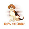 Chien Beagle
