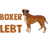 Dog German Boxer