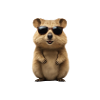 Quokka is a funny animal