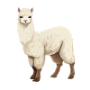 Alpaca Graphic