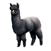 Black Alpaca