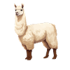 Alpaca