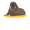 Walrus Walrus | Walrus Walrus Gift