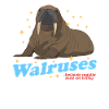 Walrus Walrus Seal Gift