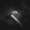 Dragonfly Insect Closeup Poster