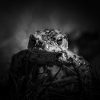 Frog Amphibian Vertebrates Closeup Poster