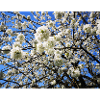 Blühender Kirschbaum im Frühling