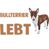 Dog Bull Terrier