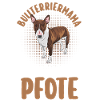 Dog Bull Terrier