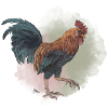 Veganuary 2024 Rooster
