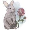 Veganuary 2024 Rabbit