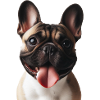 A French Bulldog
