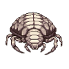 Dairy Cow spotted Isopod