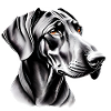 Dobermann Illustration