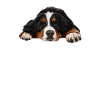 Bernese mountain dog