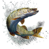Brochet