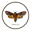 Acherontia atropos