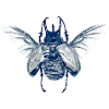 Chalcosoma Keyboh