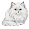 Chat Persan Blanc