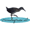 Water Rail