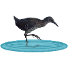 Water rail
