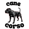 Cane Corso