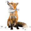 Renard