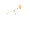 Gänseblume Mama Daisy Mom