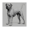 Great Dane ams motif drawing
