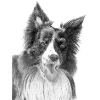 Border collie n°3