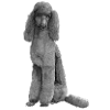 Poodle Poodle Large Black King Standard