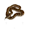 Burmesische Python Moderne Streetwear Reptilienhalterin