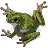 Whites Tree Frog