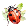 Coccinelle Aquarelle