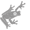Frosch