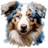 Austrailianischer Schäferhund