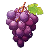 Grapes Blue Vine
