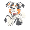 Border Collie Cool