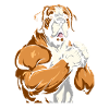 Saint Bernard Cool