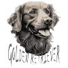Golden Retriever Dog