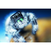Springspinne, Phidippus regius,jumping spider