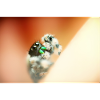 Springspinne, Phidippus regius,jumping spider