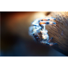 Springspinne, Phidippus regius,jumping spider