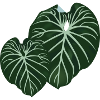 Philodendron Gloriosum
