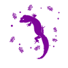 Salamander - Amphibian Animal