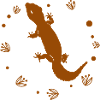 Salamander - Amphibie Tier