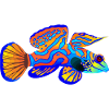 Psychedelic Mandarin Fish: Oceanic Art