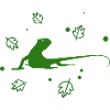 Salamander - Amphibian Animal